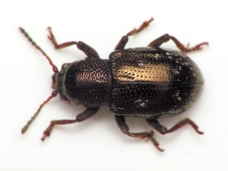 Pachnephorus villosus (Duftschmid, 1825)